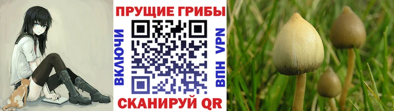 как найти закладки  Мураши  Галлюциногенные грибы мухоморы 